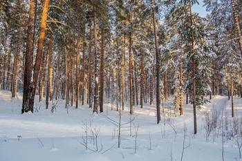 Winterwald / ***