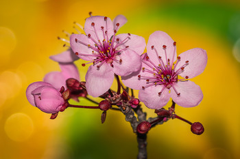 Floración ciruelo japones / Flores del árbol ciruelo japones, en Madrid esta plantado en los parques en grandes cantidades.