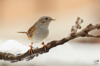 Winter / Dunnock (Prunella modularis)