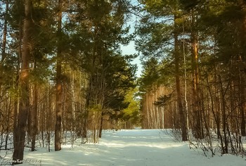 In einem Kiefernwald / ...