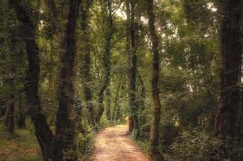 Camino / Camino por las Insuas do Miño. Galicia.