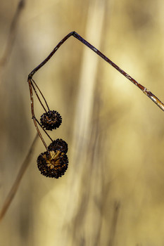 Dead Seed Head / This dead seed head was just hanging around