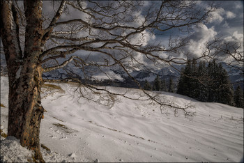 Bergahorn / Schweizer Alpen