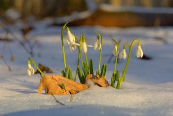 Schneeglöckchen / ***