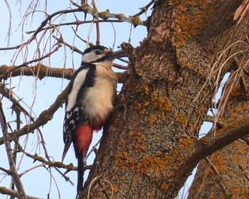 Der Frühling ist gekommen / ...