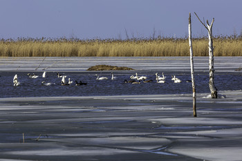 Late Winter Early Spring / These swans and geese were returning late winter, early spring