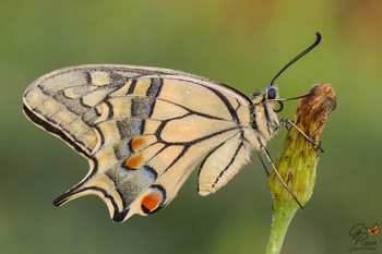 Papilio machaon / Autumn 2019....wild subject photographed at dawn.