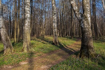 Spring Forest / ***