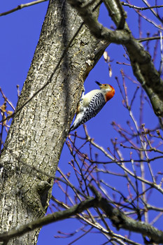 Red-Bellied Woodpecker / This Red-bellied woodpecker was high in a tree building its home for the season