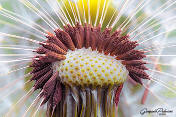 In the &quot;heart&quot; of the dandelion / Dandelion detail