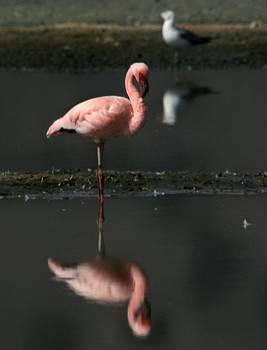 Flamingo / ***