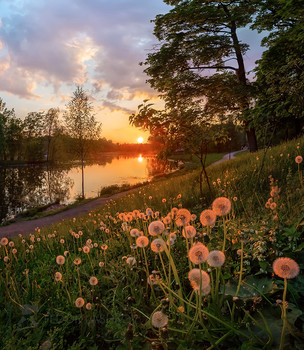 Löwenzahn in den Sonnenuntergang / ***