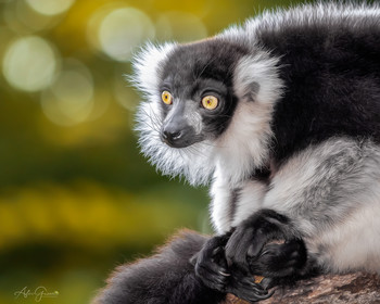 Schwarz-weiß Vari / Varecia variegata 
Der Schwarzweiße Vari ist ein Vertreter der Lemuren, welche ausschließlich auf Madagaskar vorkommen.