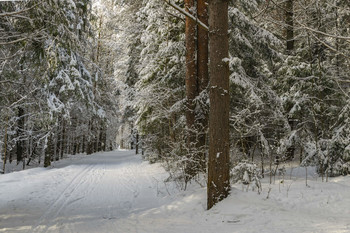 Winterwald / ***