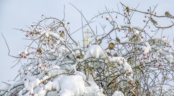 Februar / ***