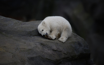 Eisbär Baby / Eisbären Baby in Schönbrunn