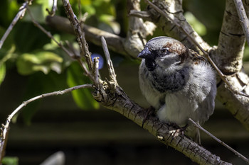 Sparrow in Bush / This sparrow in a bush in my garden sure looks pretty