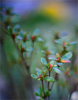 &nbsp; / sunrise behind the forest