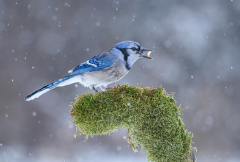 Blue jay / ***