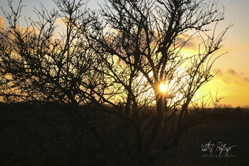 Warten auf den Frühling / Büsche am Sonnenuntergang