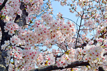 Sakura Blüten / ***