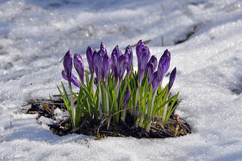 Frühling / ***