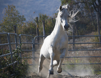 White Horse / White Horse