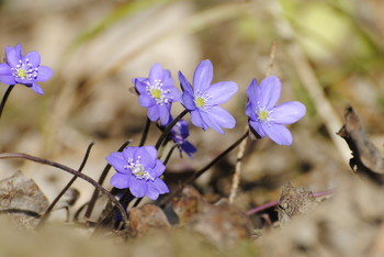 Frühlingsblumen / ***