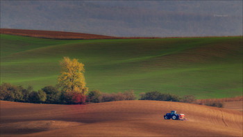 Wavy autumn fields / ***