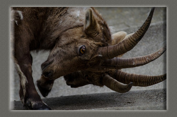 Steinbock / ***