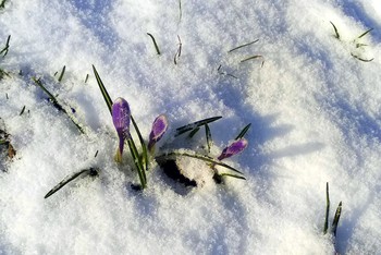 Frühling am Rande des / ...