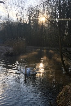 Schwan im Sonnenaufgang / Schwan im Sonnenaufgang