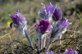 Pulsatilla Krim / ***