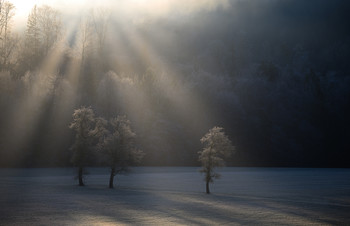 Frost / Aufgenommen in Viechtwang Oberösterreich