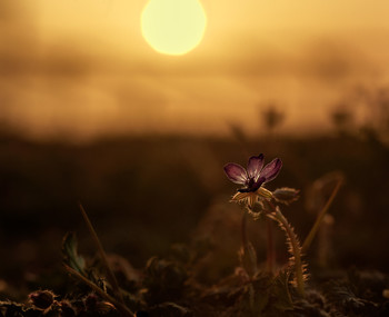 Abend auf dem Gebiet / ***