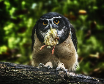 September Morgen / ***