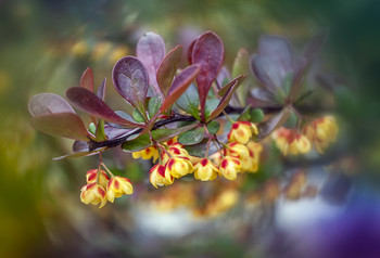 &nbsp; / Berberis