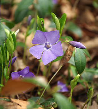 Frühlings-Blumen- / ***