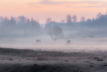 Im Nebel der Morgendämmerung / ***