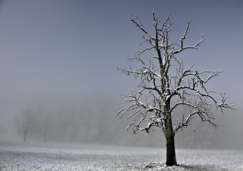 Alter Obstbaum / ***