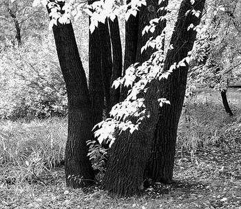 Silber Herbst / ***