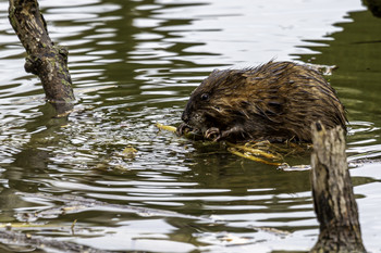 Muskrat / This muskrat was just hanging out eating and I enjoyed every minute