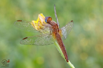 Crocothemis erythraea (female) / Remember ...... waiting for the &quot;freedom&quot;