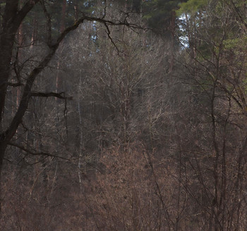 Frühling im Wald / ***