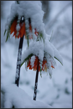 Frühling / ***