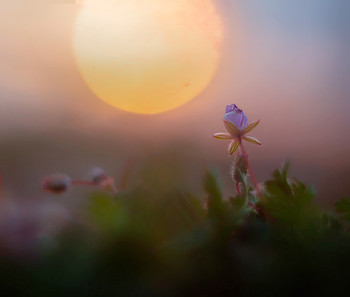 Bei Sonnenuntergang / ***