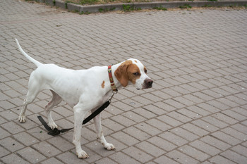 Auf dem Spaziergang / ***