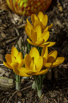 Yellow Crocus / These yellow crocus sure brighten up your day