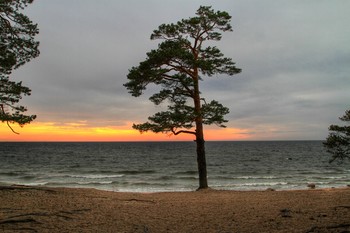 Kiefer-Baum / ***