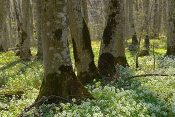 Frühlingsmorgen / ***